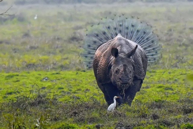 Живность из сети