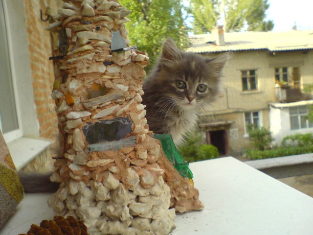 Котовторник уже сегодня!
