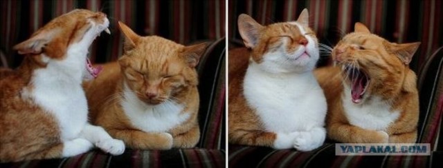 Котовторник объявляется открытым!