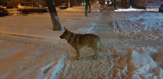 Живность из сети