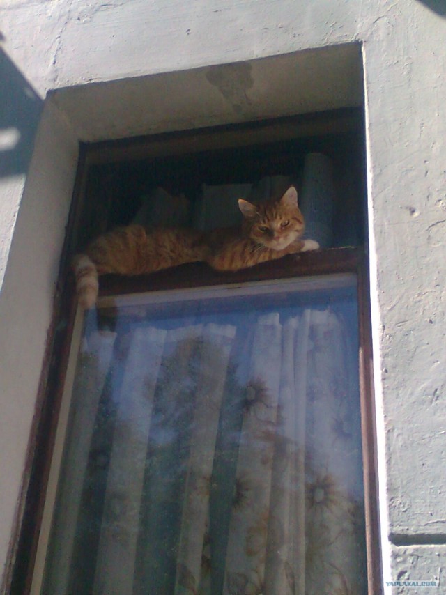 Котовторник (10.01.2012)