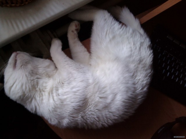 Котовторник (31.01.2012)