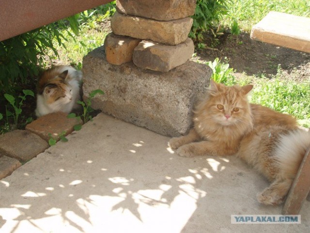 Котовторник! 13.03.2012