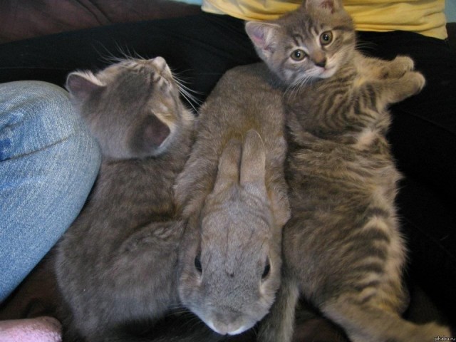 Котовторник 17.04.2012