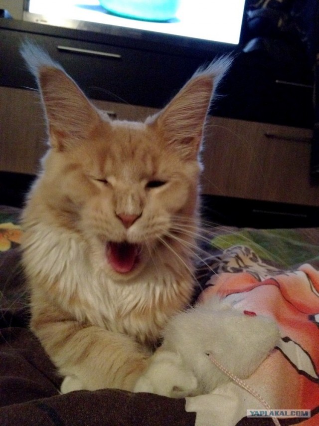 Кот - качок