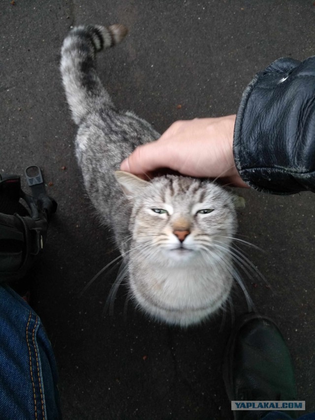 Вся красота уличных котов