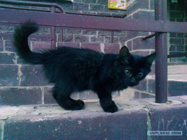Котовторник 11.09.2012
