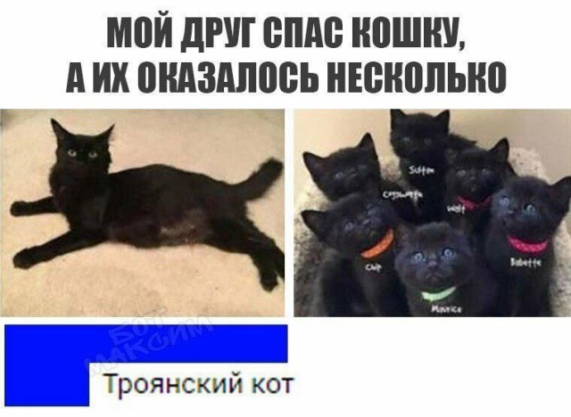 Анекдоты, соц-сети и картинки с надписями