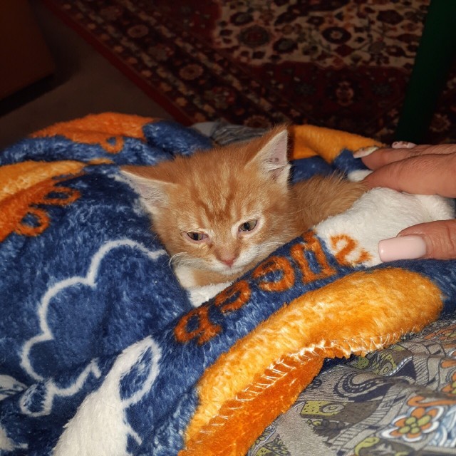 Забавные фото котеек