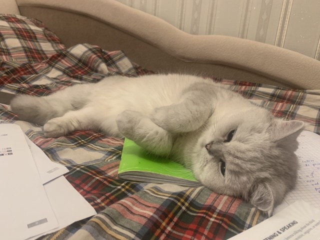 Котовторник 03.03.2020