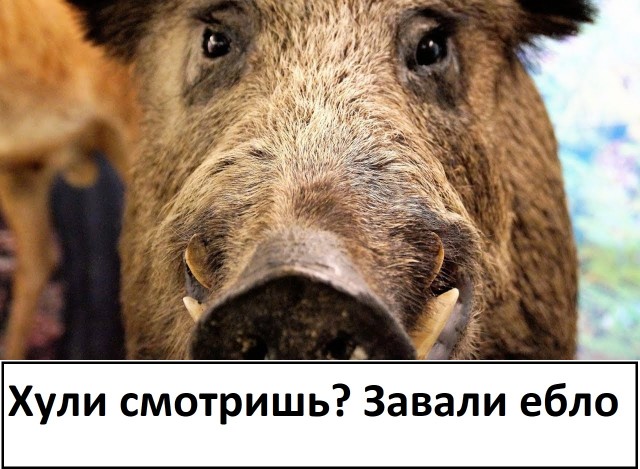 О кубаноидах