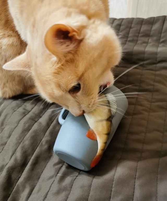 Одобрено котиком