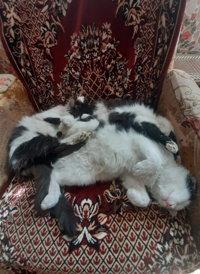 По просьбам в теме ниже. Реальный котовторник!