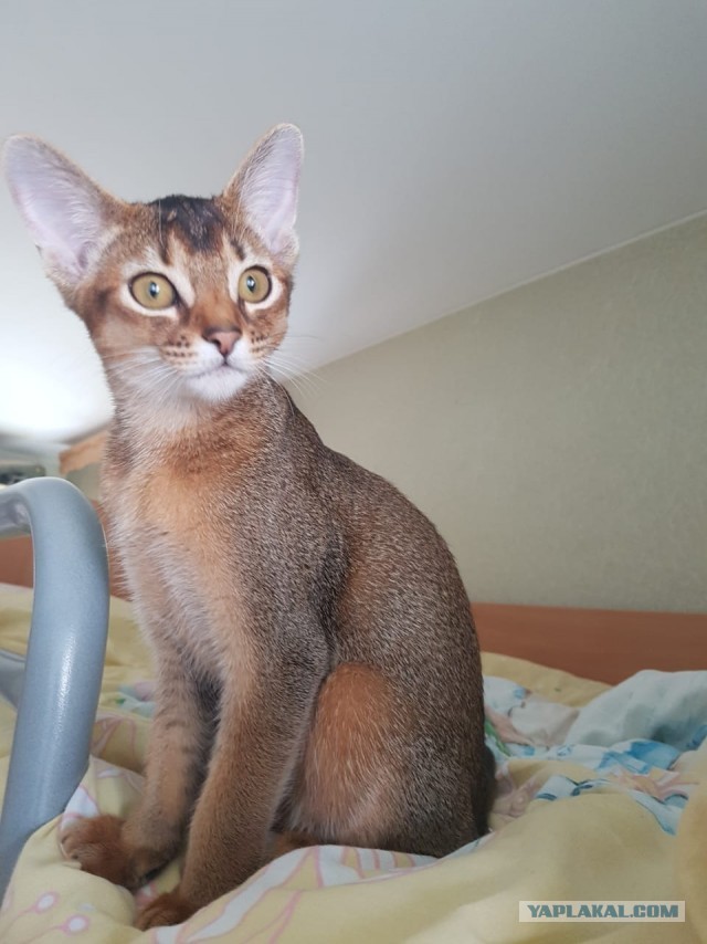 Котовторник 20.10.20