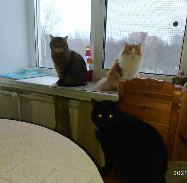 Котовторник. Добавляйте своих
