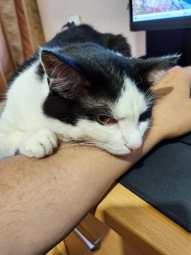 Котовторнику быть!