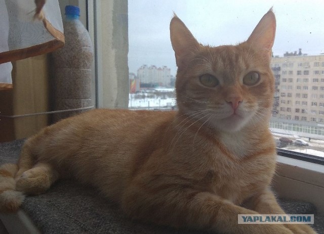 Котенок