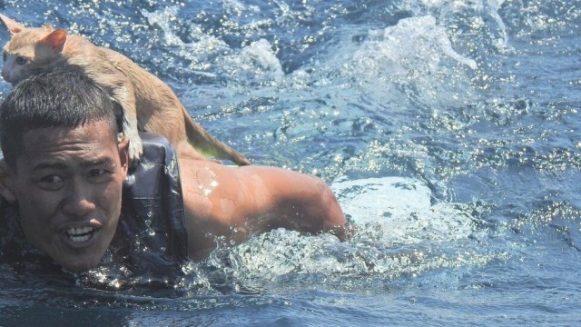 Тайские военные моряки спасли четырёх кошек с тонущего судна.