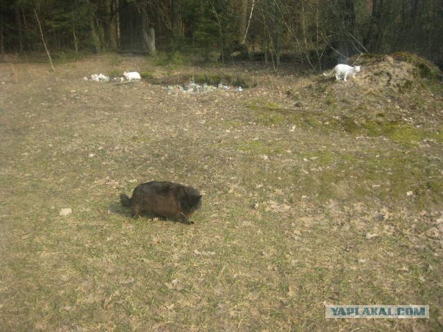 Жизнь домашнего приюта для котеек 335
