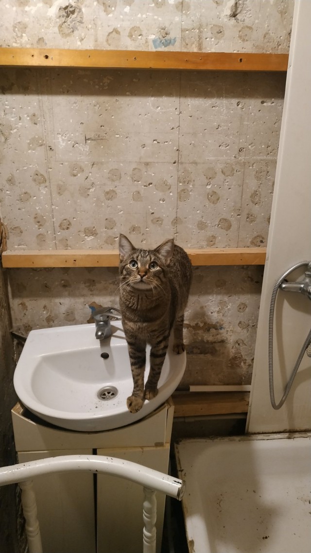 С котовторником!