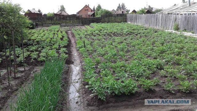 Зачем нам картошка? Давайте есть макароны