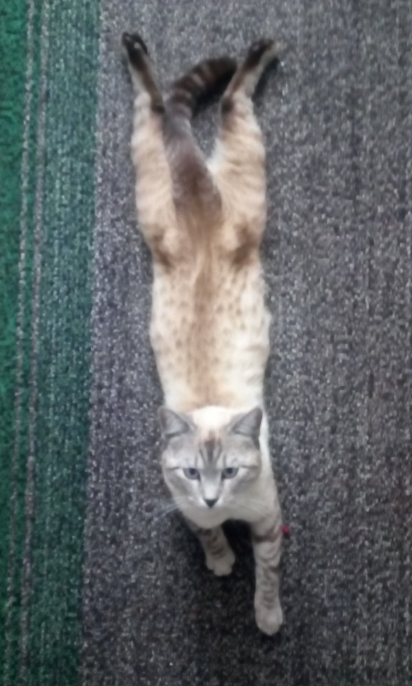 Хоба! Котовторник!