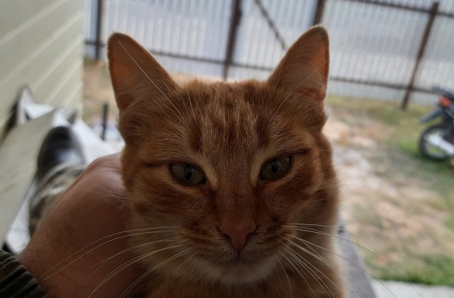 Котовторнику быть