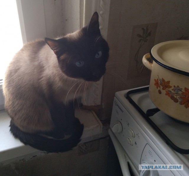 Котовторник вроде.