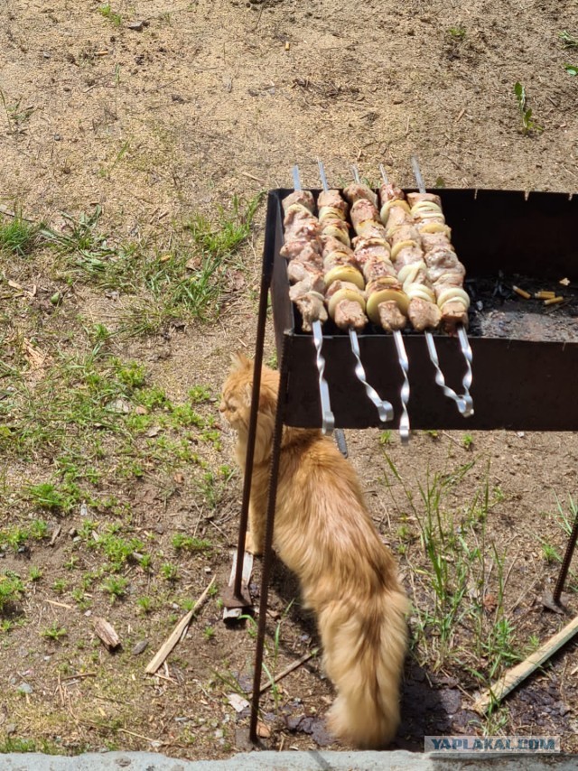 Котовторник. Королева помойки