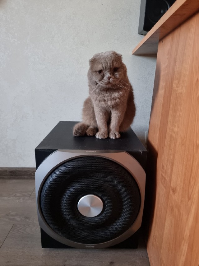 Котик с приюта