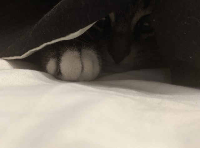 Котовторник 18.10.22