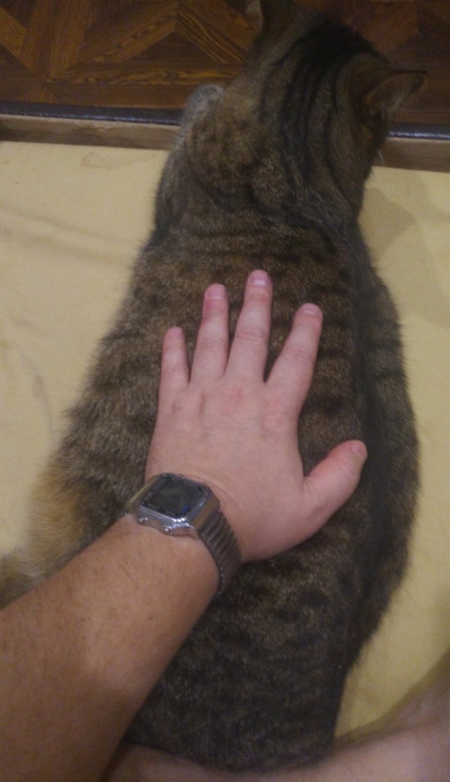 В Петербурге открыли памятник замученному живодерами коту Кузе