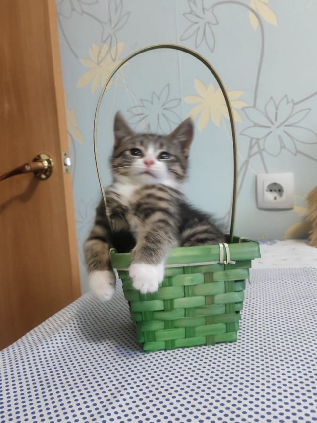 Котята