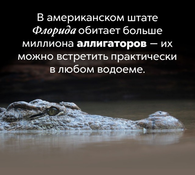 Подборка бесполезных,но интересных фактов.