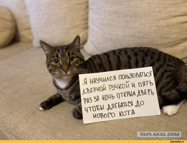 10 доказательств, что коты могут пробраться в любой дом, и не важно, что они там не живут