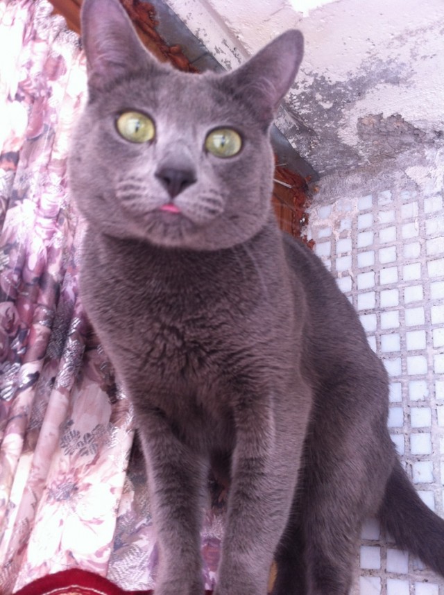 Котовторник  07.05.2013