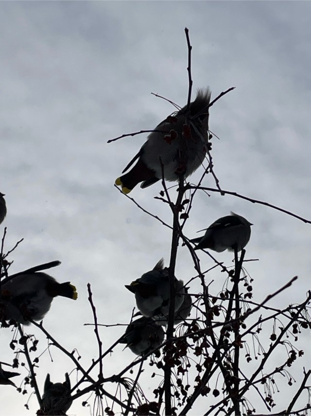 Свиристели, свиристели... пообедать прилетели!