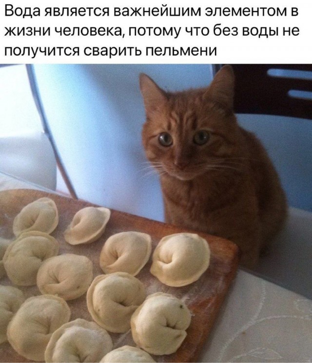 Котовтоник в картинках