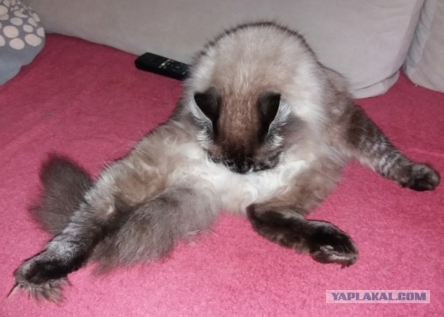Обнаружен ъуъ (котовторник)