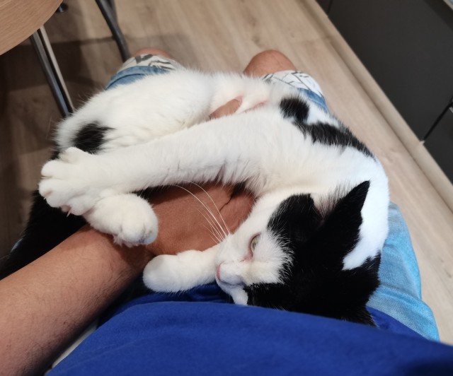 Котовторник