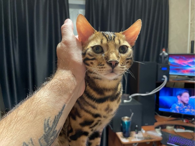 Жизнь с котом в одной картинке