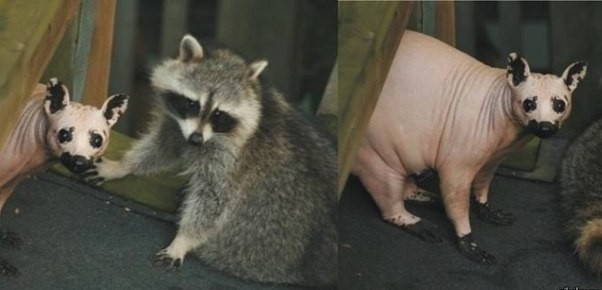 Как выглядит лысый енот, кому интересно..