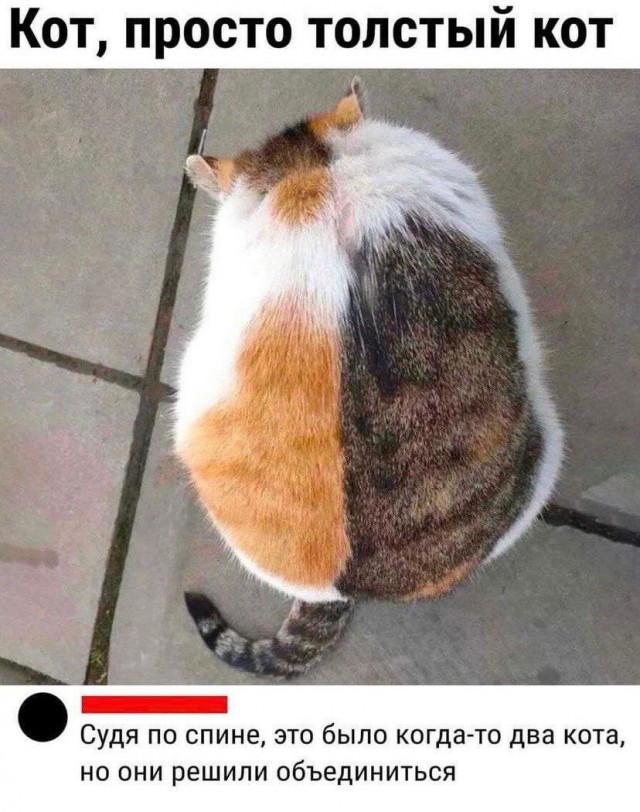 Веселые картинки