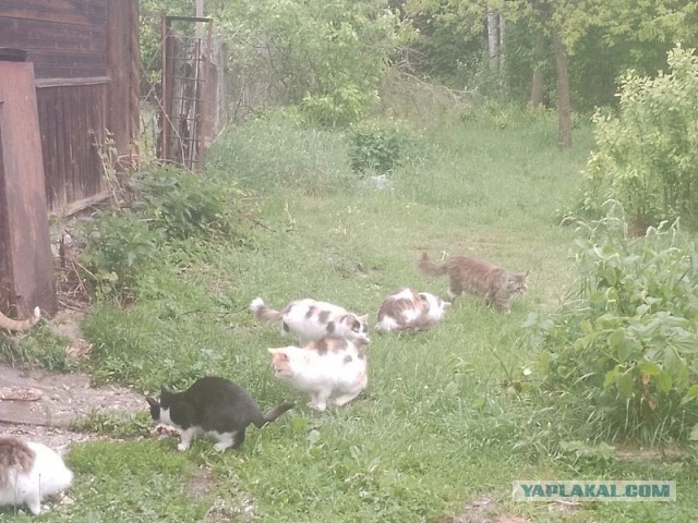 Жизнь домашнего приюта для котеек 544