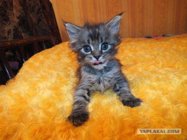 Котовторник 25.06.2013