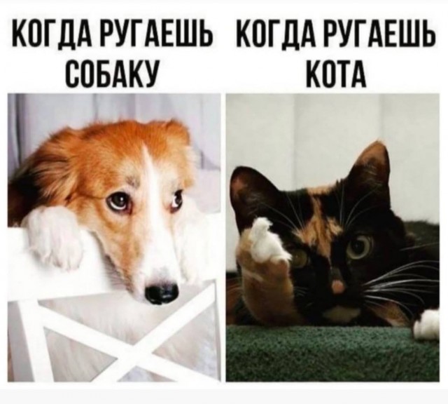 Веселое настроение в картинках (12.07.2025)