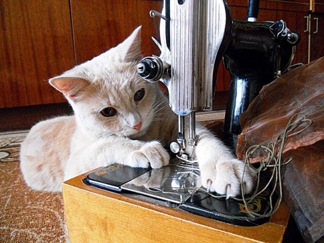 Кот