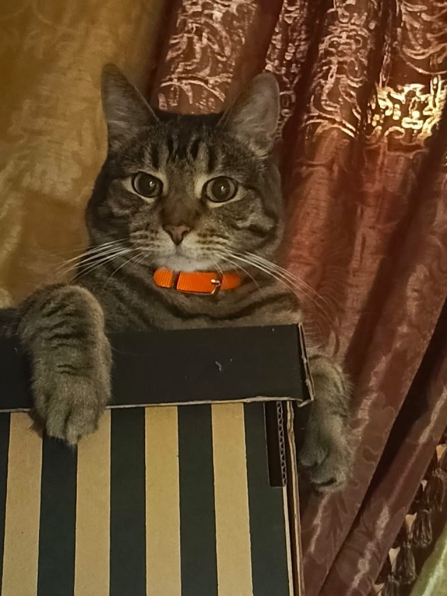 Котовторнику да