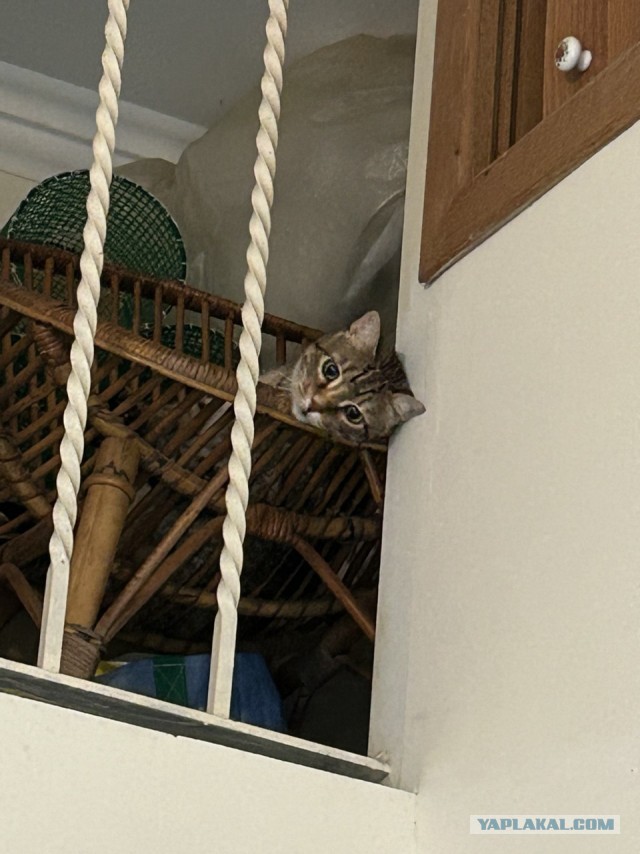 К котовторнику