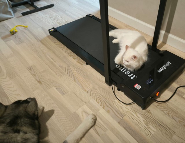 Не успел к котовторнику
